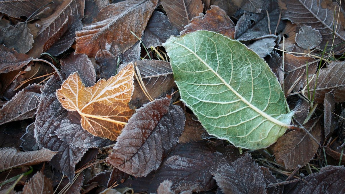 Sista tömningen av trädgårdsavfall v 46