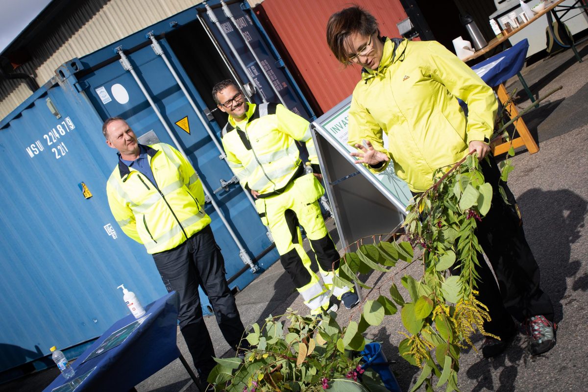 Nyttig info om invasiva växter