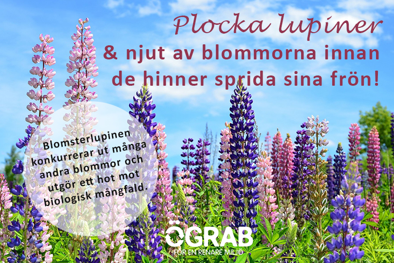 Plocka blomsterlupiner!
